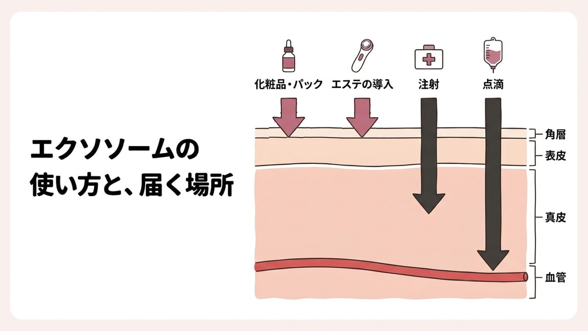 エクソソームの使い方と、届く場所の図解